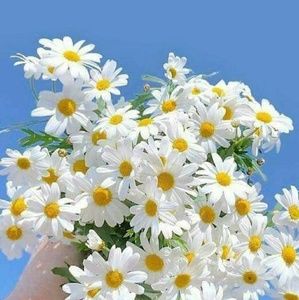 Meet your Posher, Bich